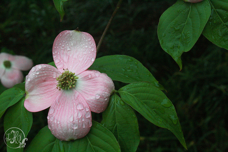 Dew drops on a dogwood bloom