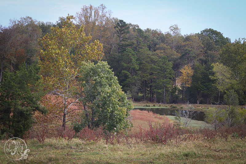 Fall Landscape