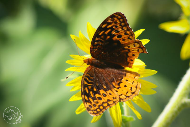 Great Spangled Fritillary on a Sunflower