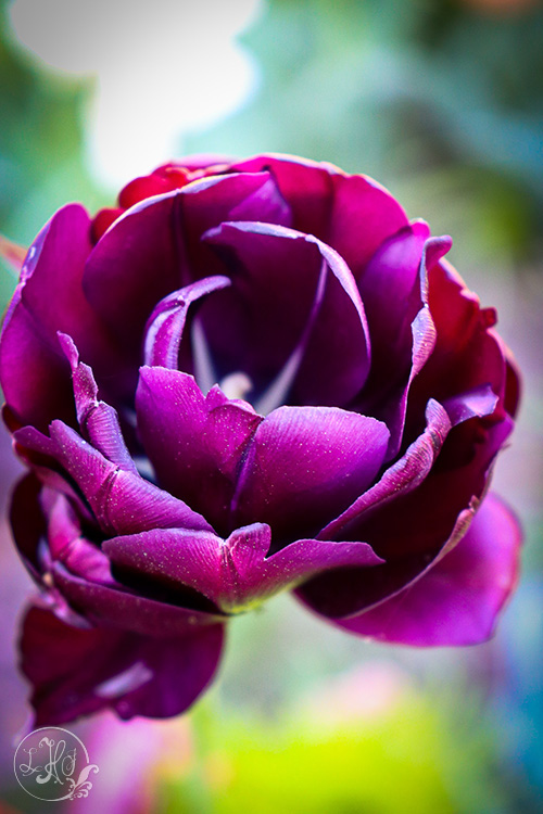 Purple Flower