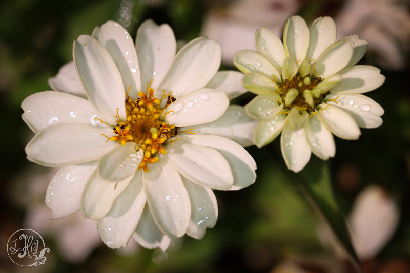 Dew drops on a white common zinnia